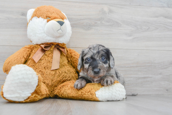 Mini Labradoodle Puppy for Adoption