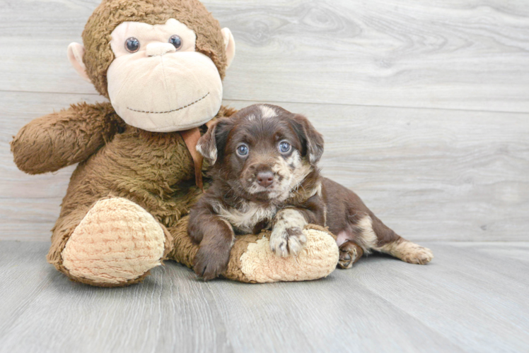 Smart Mini Labradoodle Poodle Mix Pup