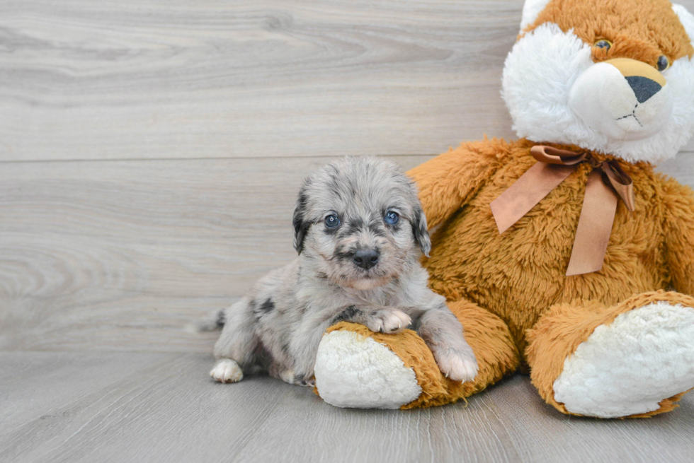 Mini Labradoodle Pup Being Cute