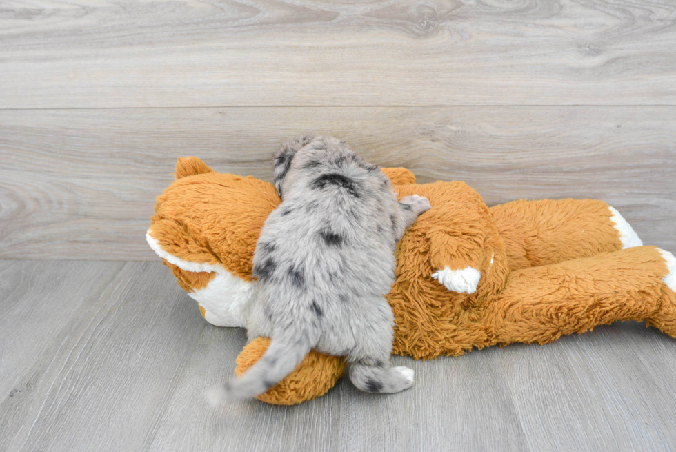 Mini Labradoodle Puppy for Adoption