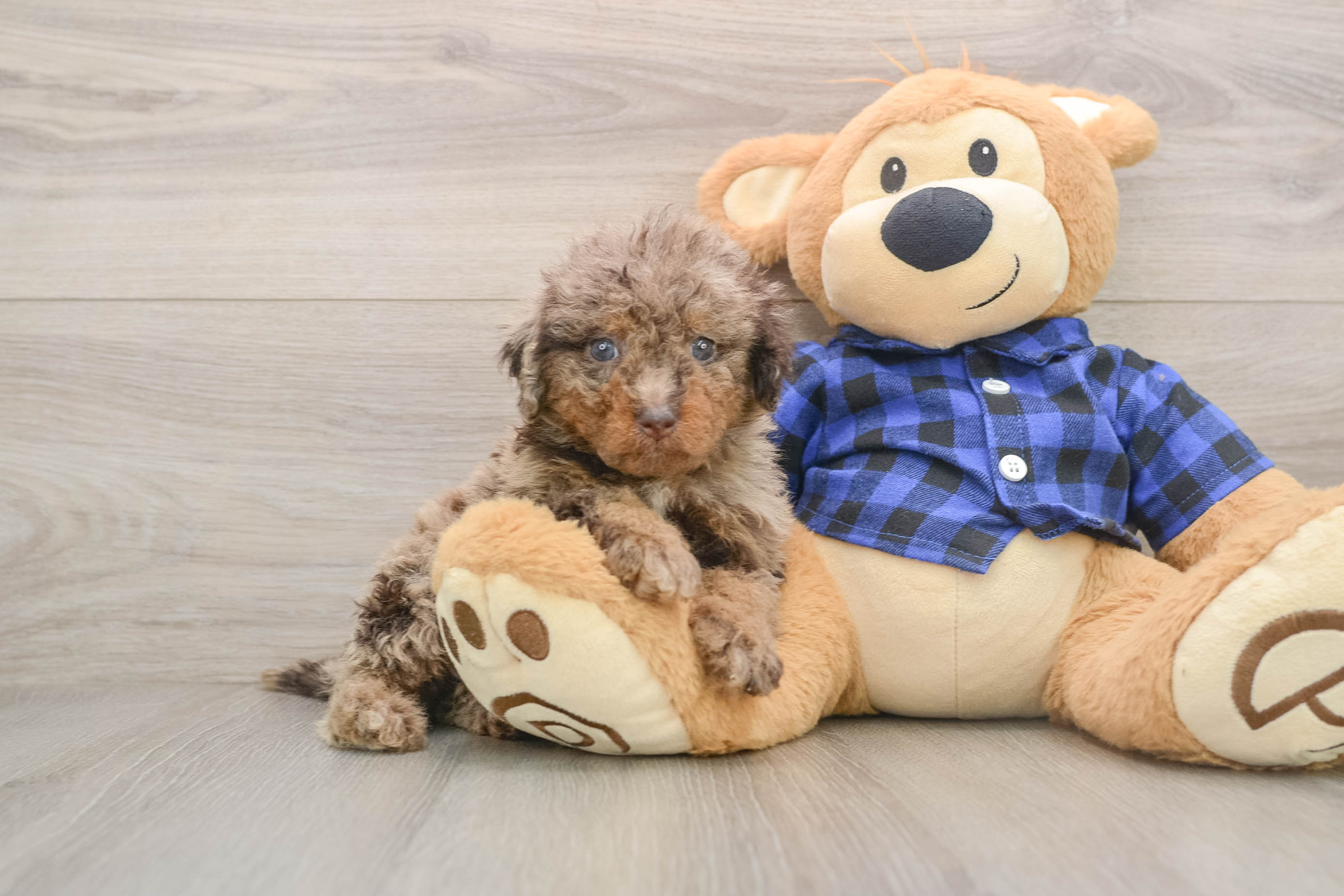Happy Mini Labradoodle Baby