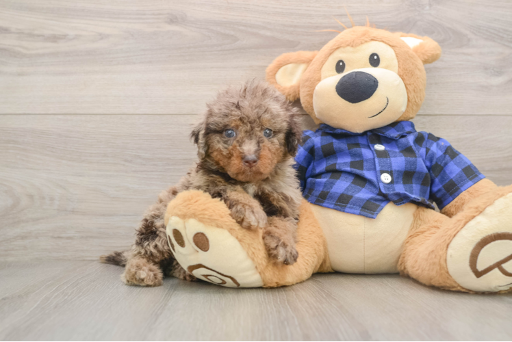 Happy Mini Labradoodle Baby