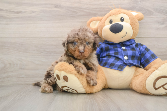 Happy Mini Labradoodle Baby