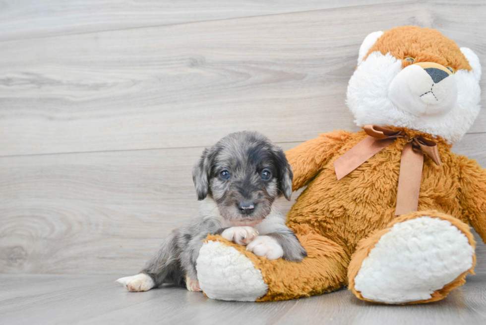 Popular Mini Labradoodle Poodle Mix Pup