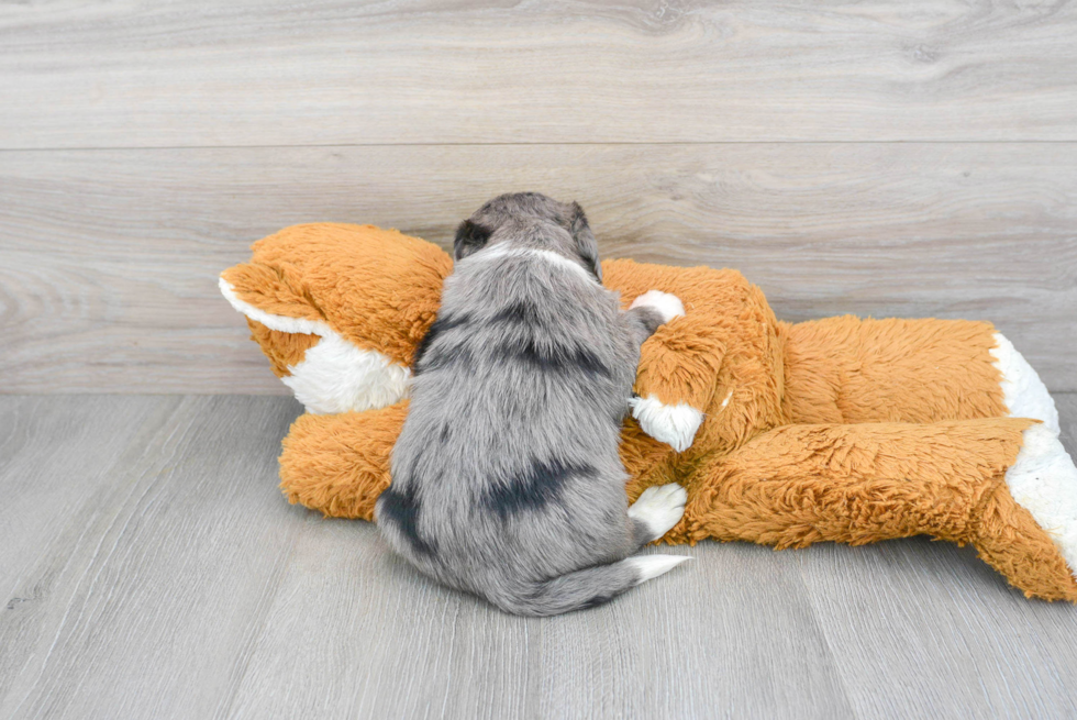Adorable Labrador Poodle Mix Puppy