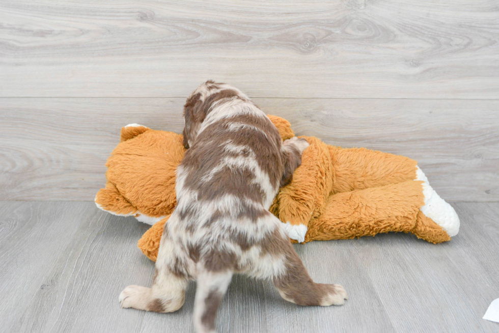 Best Mini Labradoodle Baby