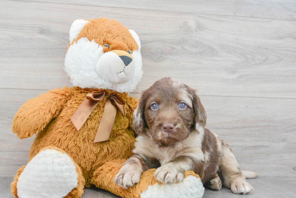 Sweet Mini Labradoodle Baby