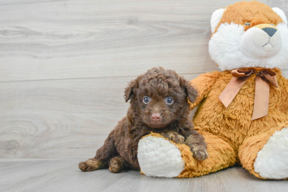 Best Mini Labradoodle Baby