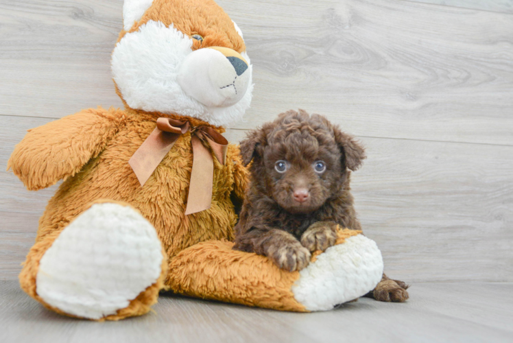 Mini Labradoodle Pup Being Cute