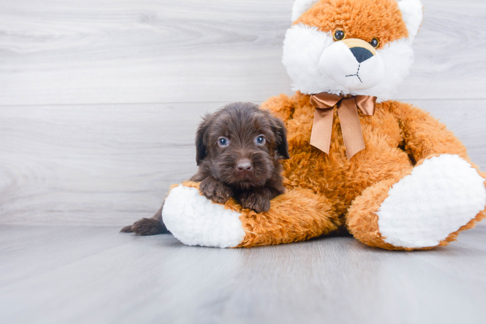 Best Mini Labradoodle Baby