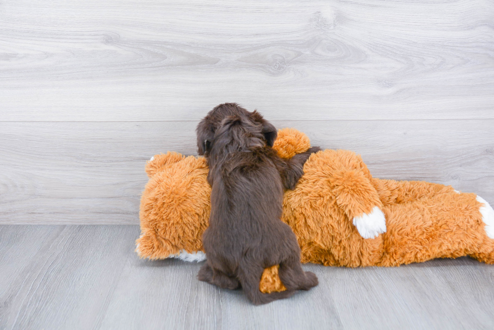 Mini Labradoodle Puppy for Adoption