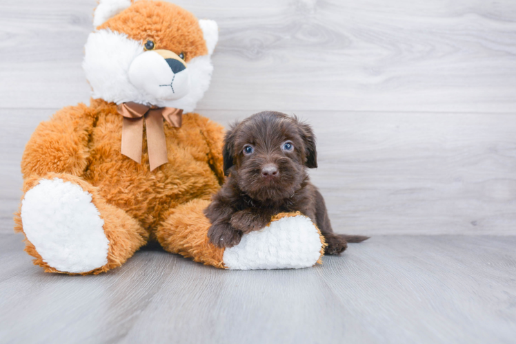 Mini Labradoodle Puppy for Adoption