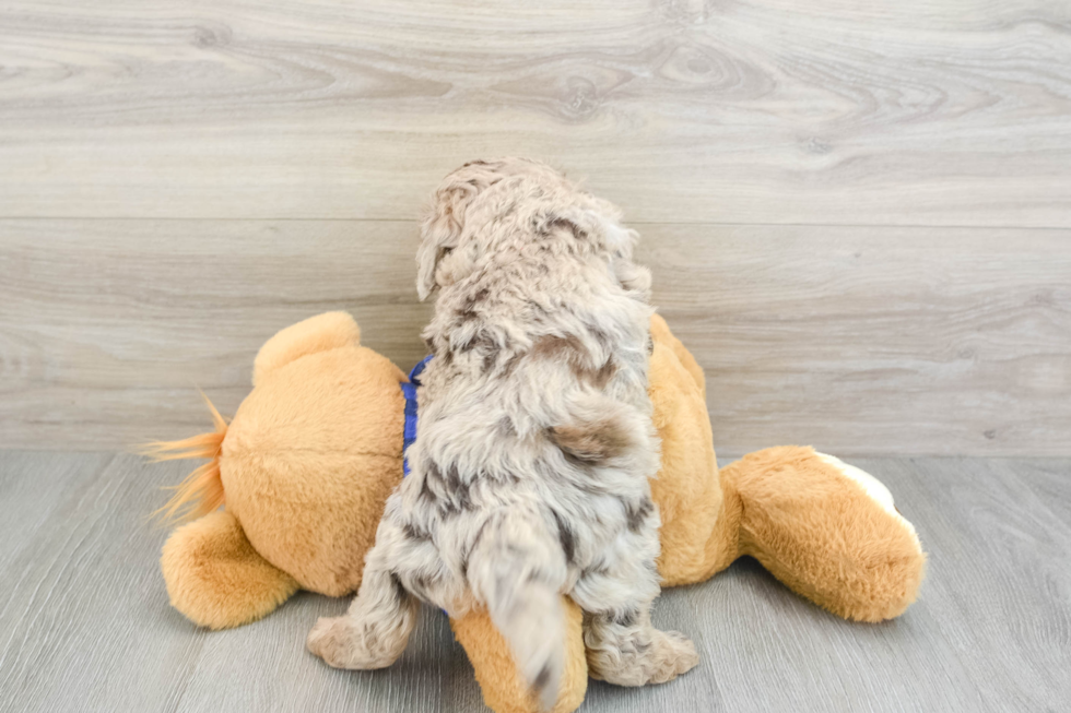 Energetic Labrapoo Poodle Mix Puppy