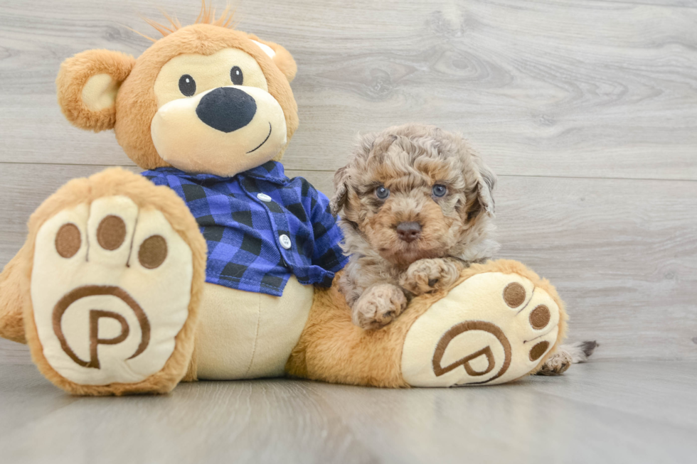 Sweet Mini Labradoodle Baby