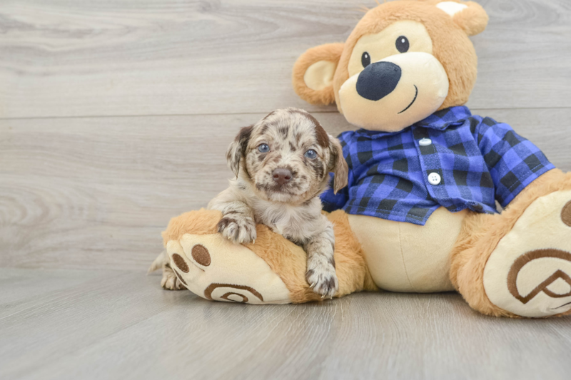 Meet Stapleton - our Mini Labradoodle Puppy Photo 1/3 - Premier Pups