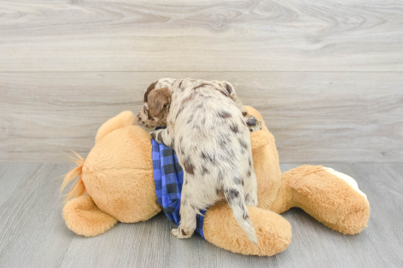 Meet Stapleton - our Mini Labradoodle Puppy Photo 2/3 - Premier Pups