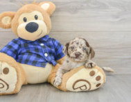 8 week old Mini Labradoodle Puppy For Sale - Premier Pups