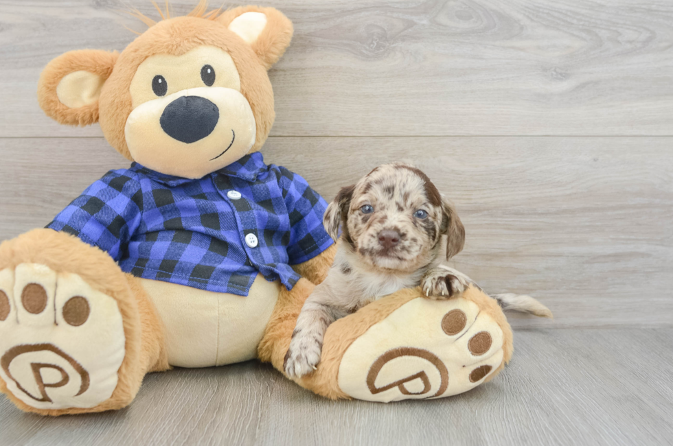 6 week old Mini Labradoodle Puppy For Sale - Premier Pups