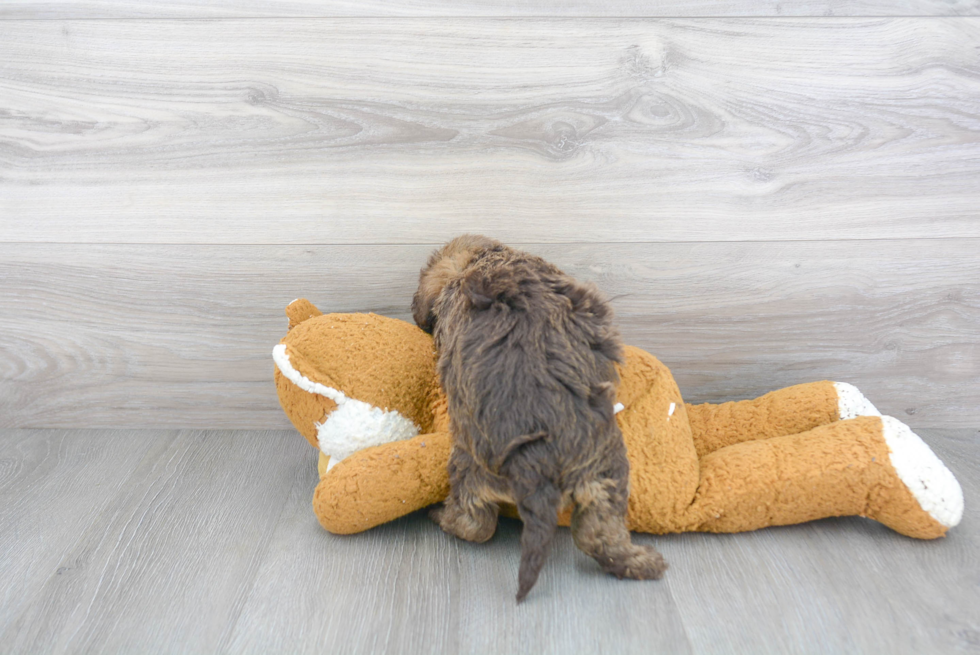 Fluffy Mini Labradoodle Poodle Mix Pup