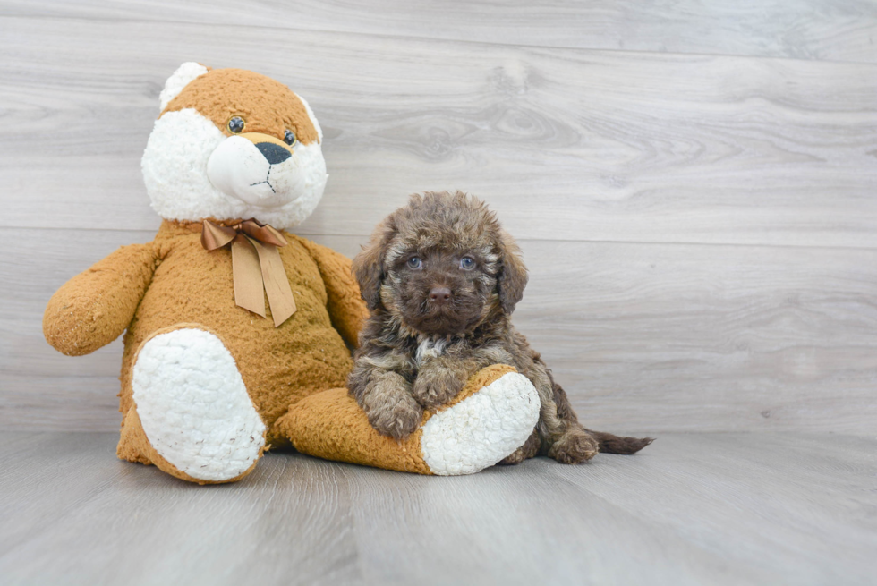 Funny Mini Labradoodle Poodle Mix Pup