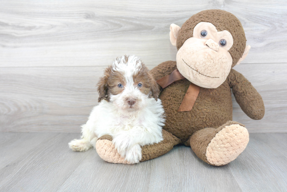 Happy Mini Labradoodle Baby