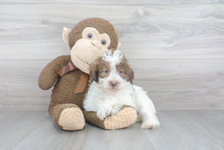 Little Labrador Poodle Mix Puppy