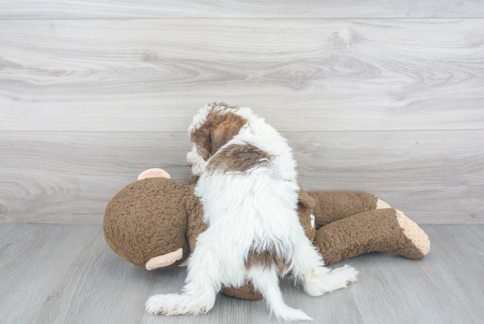 Smart Mini Labradoodle Poodle Mix Pup