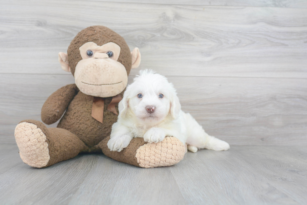 Mini Labradoodle Pup Being Cute