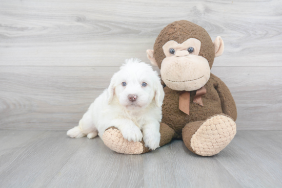 Cute Mini Labradoodle Baby