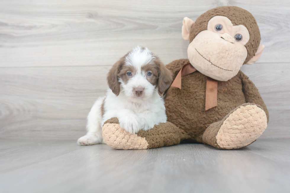 Energetic Labrador Poodle Mix Puppy