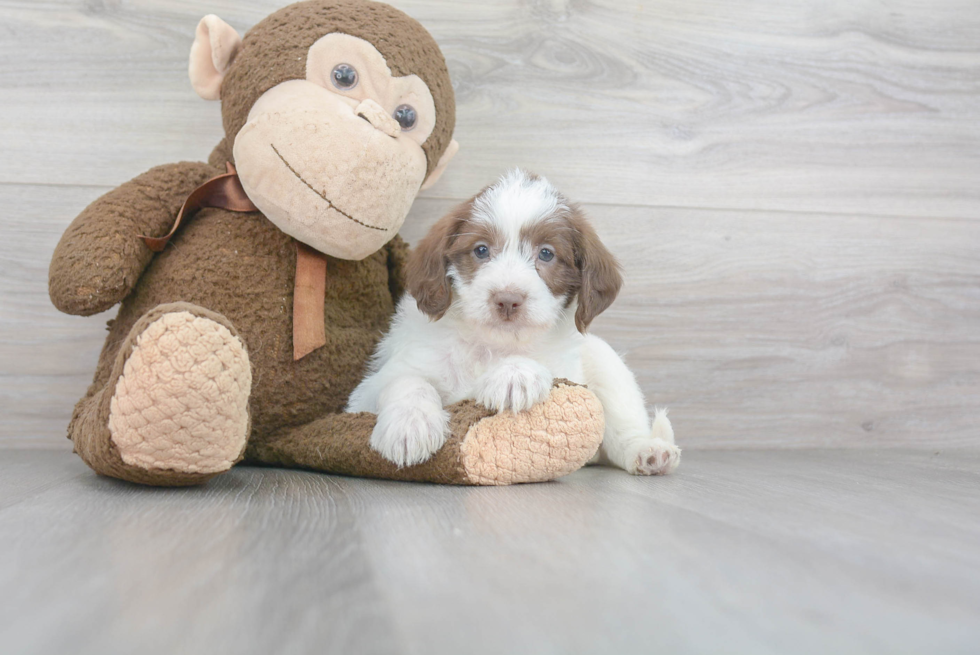 Best Mini Labradoodle Baby