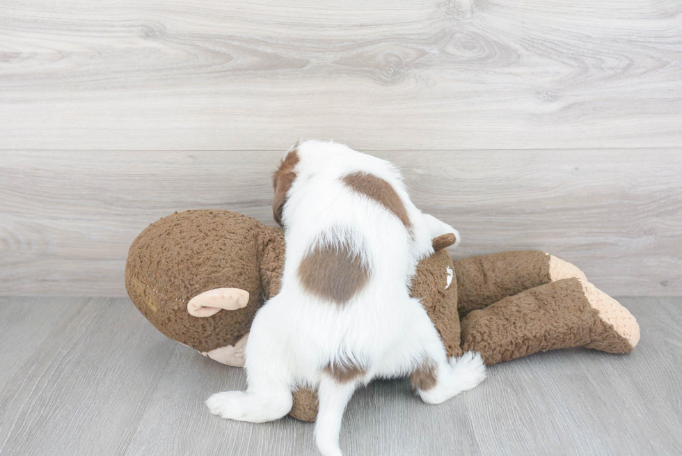 Funny Mini Labradoodle Poodle Mix Pup