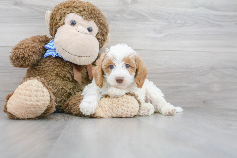 Mini Labradoodle Pup Being Cute