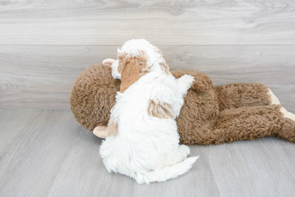 Mini Labradoodle Pup Being Cute