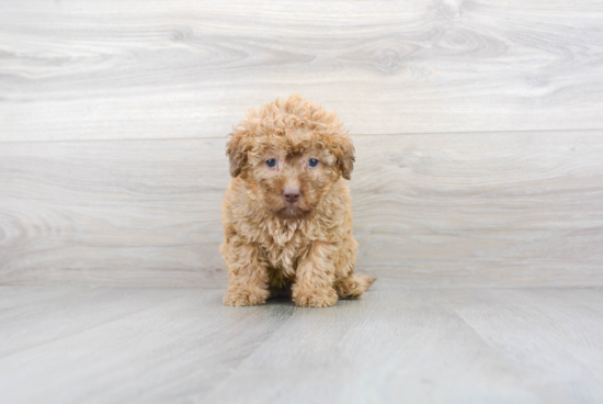 Sweet Mini Labradoodle Baby