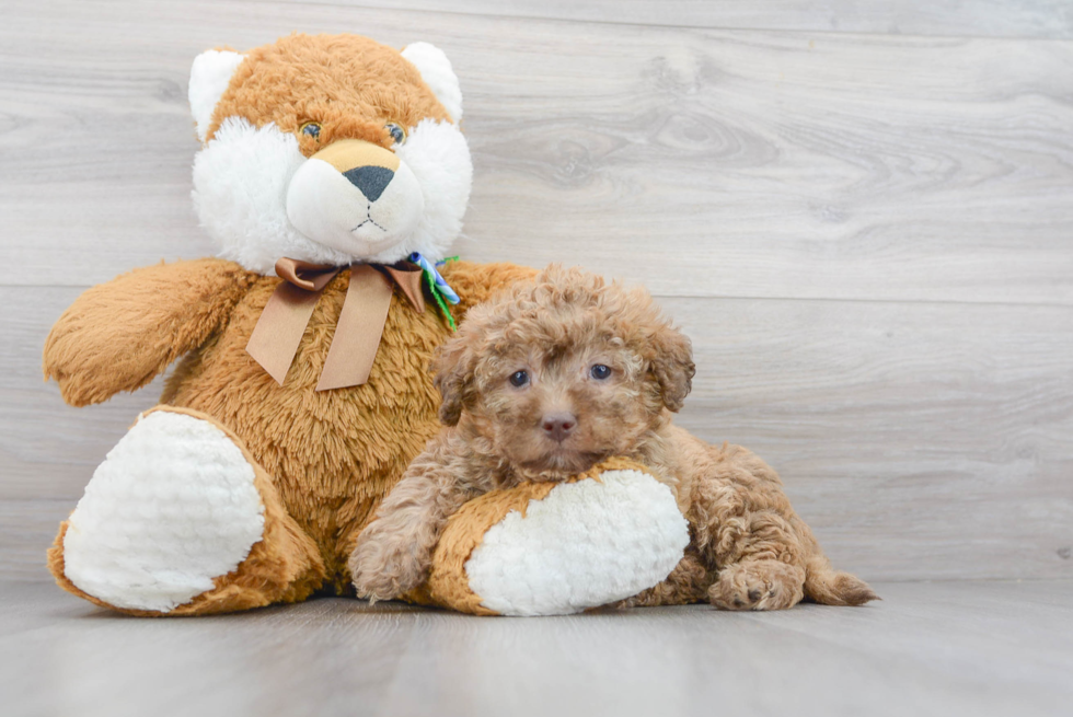 Adorable Labrador Poodle Mix Puppy