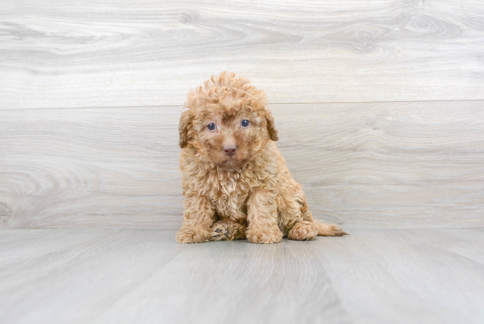 Hypoallergenic Labrador Poodle Mix Puppy