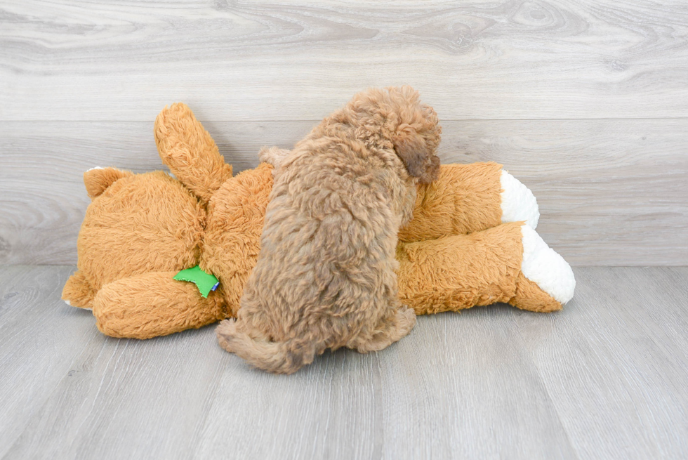 Adorable Labrador Poodle Mix Puppy