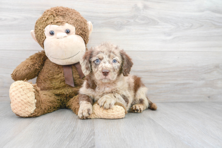 Mini Labradoodle Puppy for Adoption