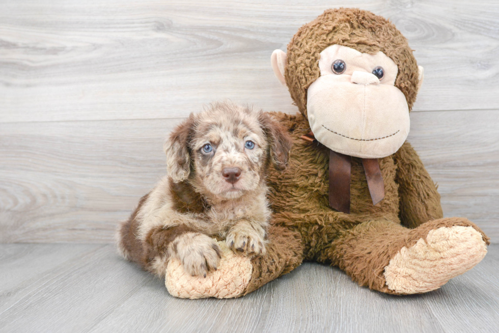 Adorable Labrador Poodle Mix Puppy