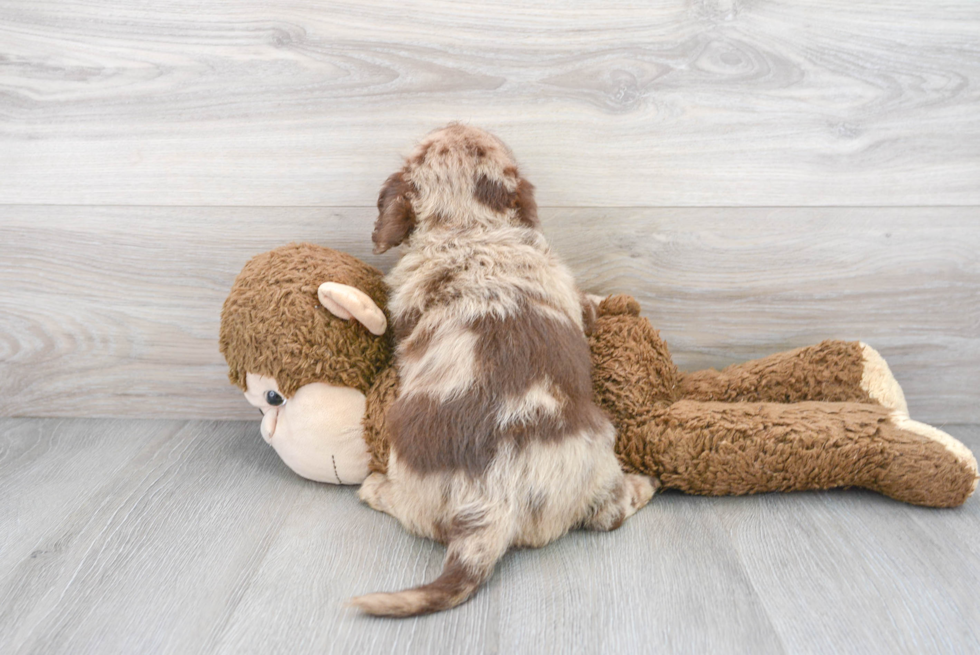 Cute Mini Labradoodle Baby