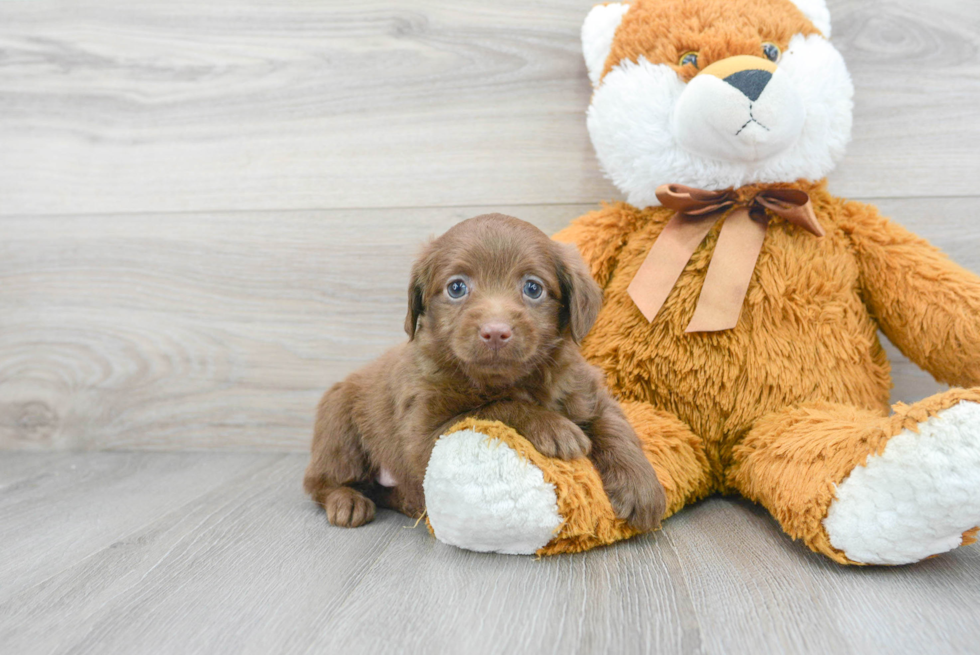 Best Mini Labradoodle Baby