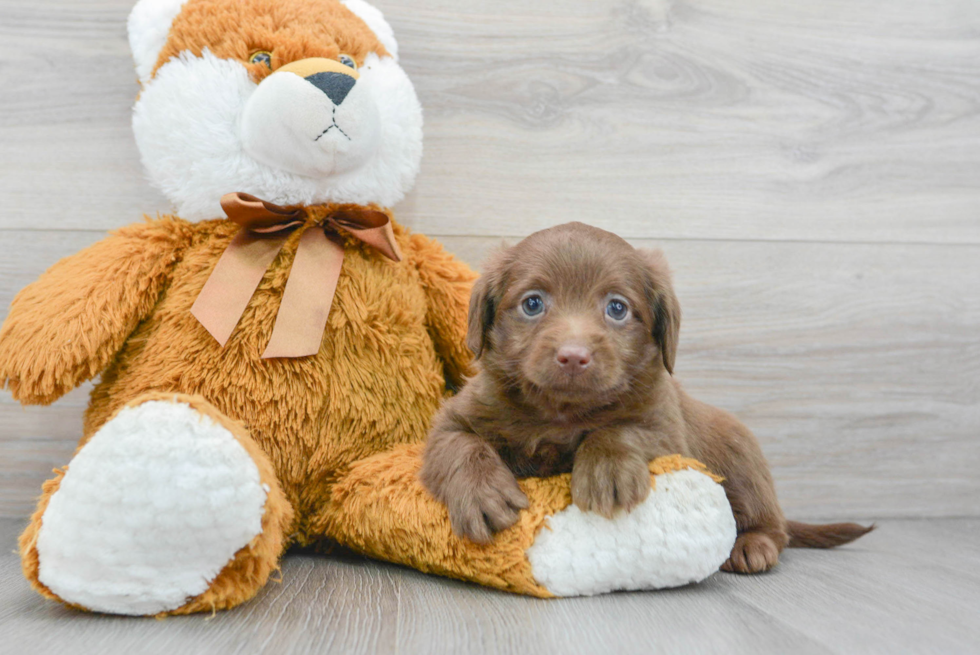 Funny Mini Labradoodle Poodle Mix Pup