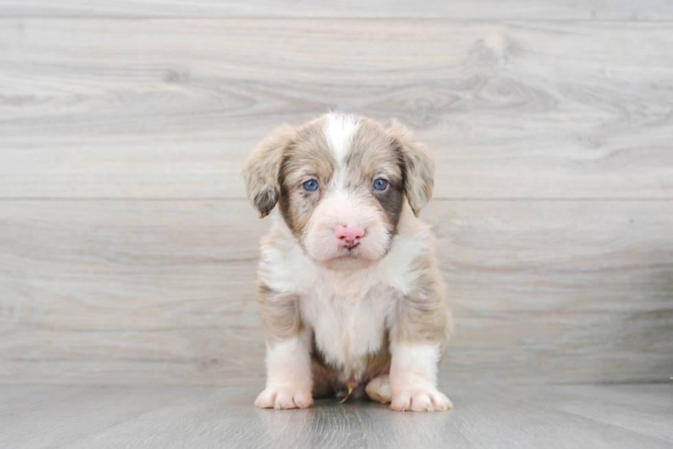 Mini Labradoodle Puppy for Adoption
