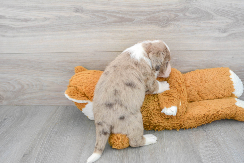 Mini Labradoodle Pup Being Cute