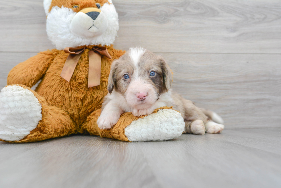 Mini Labradoodle Puppy for Adoption