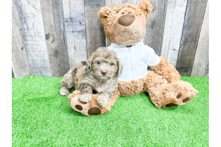 Mini Labradoodle Pup Being Cute