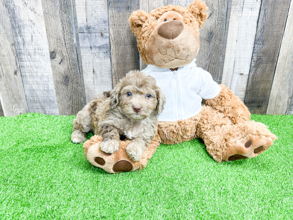 Mini Labradoodle Pup Being Cute