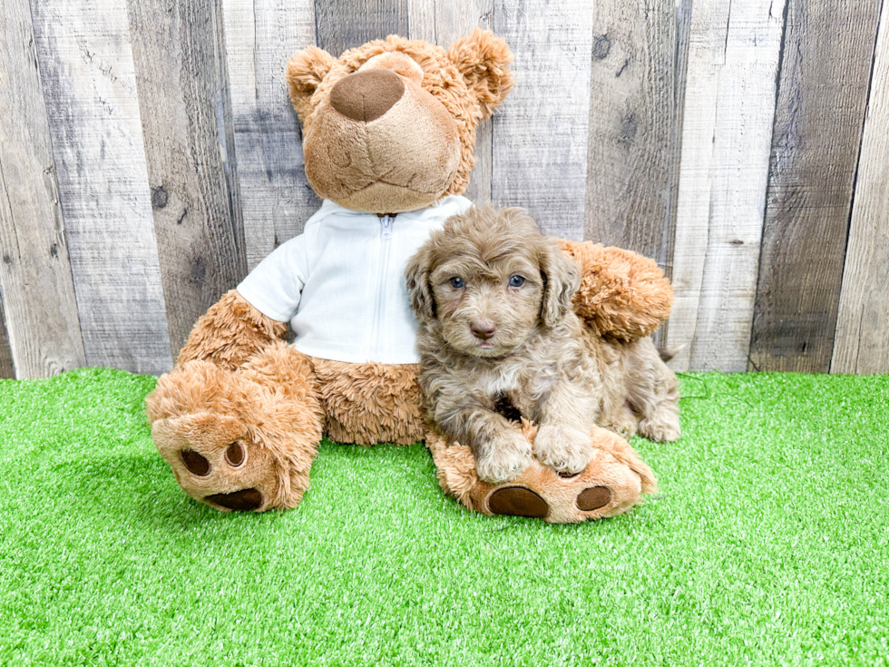 Mini Labradoodle Puppy for Adoption