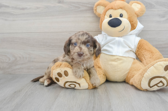 Small Mini Labradoodle Baby